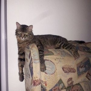 Meet your Posher, Sylvia